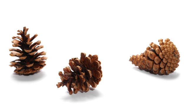 Pine cones isolated on white background