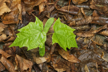 Young maple trees among fallen leaves