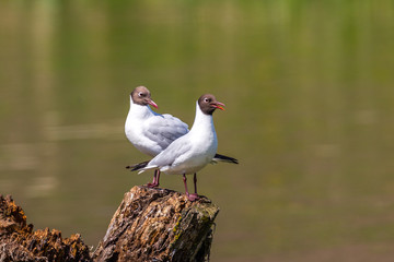 Brown-headed gull (Chroicocephalus brunnicephalus) couple standing on a tree stump in a local pond.