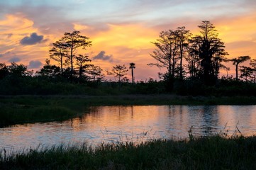Fototapeta na wymiar reflections of sunset silhouette in the cypress swamp