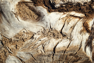 Old wood background