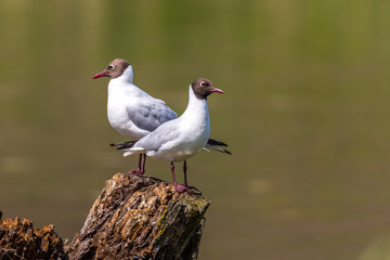 Brown-headed gull (Chroicocephalus brunnicephalus) singing couple standing on a tree stump in a local pond.