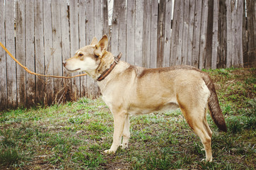 Beige mongrel dog on a leash stands on the grass.