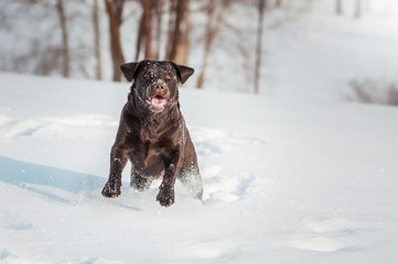 Running brown happy labrador in winter