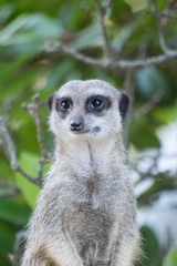 Stairing Meerkat