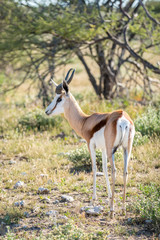 Springbok