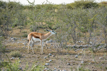 Springbok