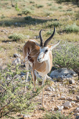 Springbok
