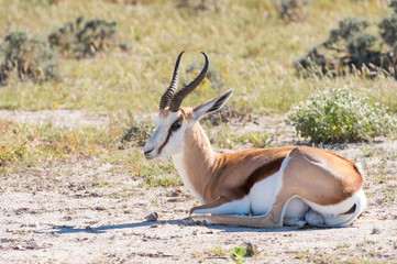 Springbok