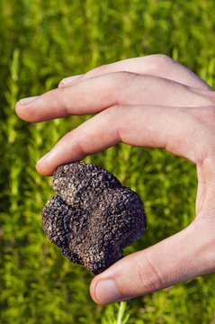 Hand holding a Summer black truffle (Tuber aestivum) (MR)