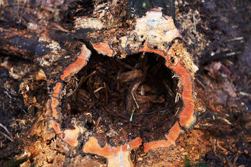 Stump with a hole , rotten, standing in a Park or in a forest with pine trees