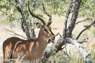 Black-faced impala