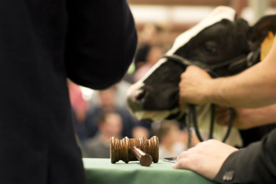 cows calves  auction ,  cattle in sale