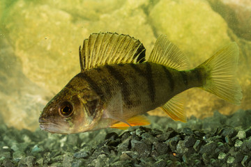 European perch Perca fluviatilis fresh water fish