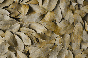 A carpet of brown fallen leaves in closeup