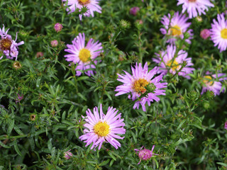 Obraz premium Aster alpinus or alpine aster many pink flowers in green