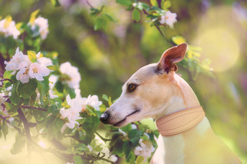 Portrait of little hunter dog in bright green and spring blossom