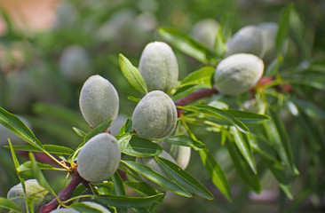 Unrape almond on a tree in Spanish forest. Prunus dulcis.