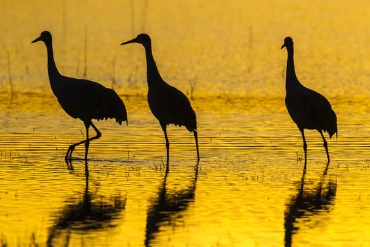USA, New Mexico, Bosque Del Apache National Wildlife Refuge. Sandhill cranes at sunset. Credit as: Cathy & Gordon Illg / Jaynes Gallery / DanitaDelimont.com