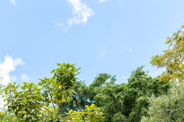 Exotic tropical background pattern, Bali island, Indonesia.