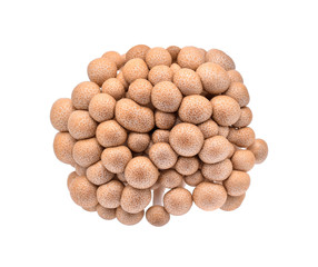 Buna shimeji mushroom isolated on white background