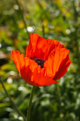 Fototapeta na wymiar One papaver or poppy red flower with green background