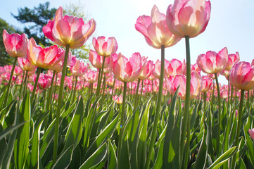 Many pink tulips in garden