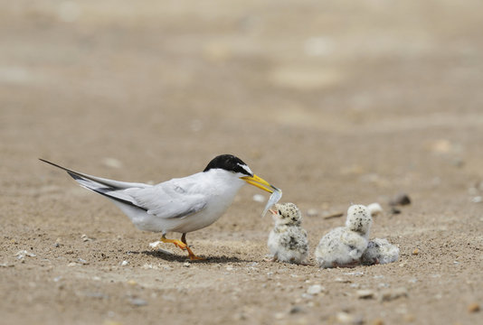 Least Tern (Sterna antillarum), adult with newly hatched young, Port Isabel, Laguna Madre, South Padre Island, Texas, USA