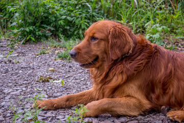 Golden Retriever relaxing in the parking lot.
