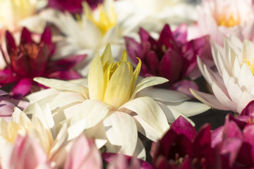Floral background with flowers of beautiful pink, white, fuchsia  lotus