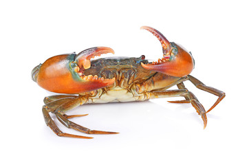 Raw black crab  on white background