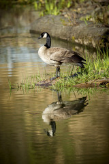 Goose stands by water.