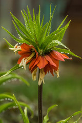Fritillaria in the rain