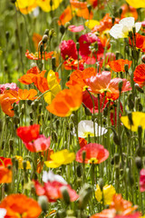 Obrazy na Szkle  Wiosenne kwiaty na polu