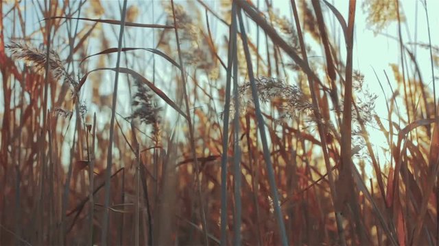 Dry bulrush reed on sunset
