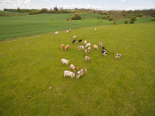 Fototapeta premium aerial view of cows on green pasture in spring - germany
