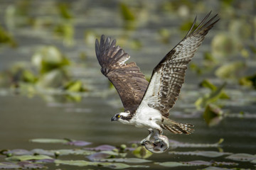 Osprey catches fish in claws.