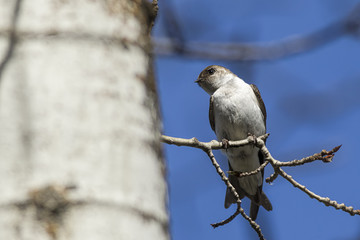 Tree swallow looks to its right.