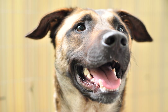 Ein Hund welcher aussieht als wenn er l&auml;cheln w&uuml;rde