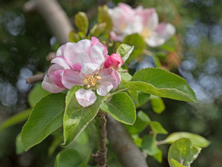 Fototapeta na wymiar Apfelblüten, Apfelbaum, Apple blossoms
