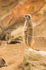 Fototapeta premium Meerkat stood up