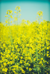 Obraz premium Beautiful background with yellow flowers field rapeseed in bloom. Agriculture background photo.
