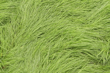 Fresh green grass pattern, texture, background, top view, horizontal layout