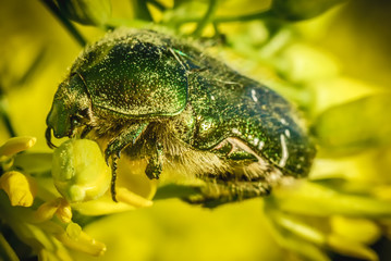 Nice vivid detailed background with bug eating canola flower. Macro photo shot in modern style. Live insect close up photo. Cetoniinae Leach beetle.