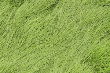 Fototapeta premium Fresh green grass pattern, texture, background, top view, horizontal layout