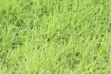 Fresh green grass pattern, texture, background, top view, horizontal layout