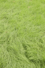 Fresh green grass pattern, texture, background top view, vertical layout, short depth of field, focus at the back
