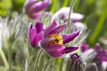 Fototapeta premium Pulsatilla flowers,spring flowers