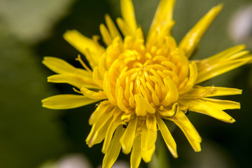 Close up shot of a yellow flower.