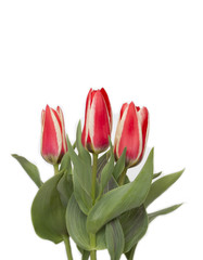 Red tulips isolated